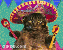 Cartoon Cat In Sombrero And Pink Jacket Says Happy Cinco De Mayo GIF