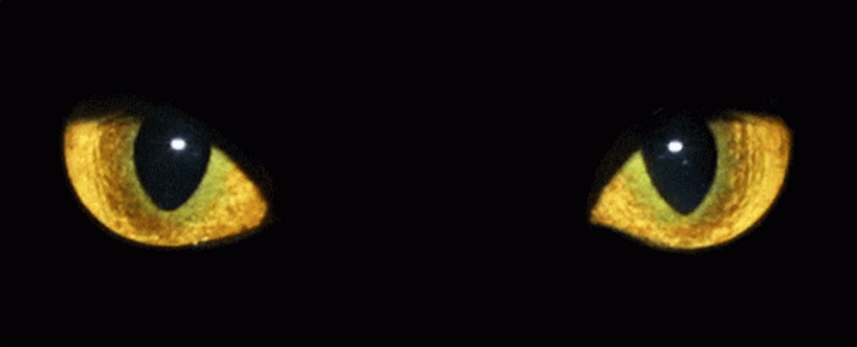 Cartoon Cat Opening Eyes GIF
