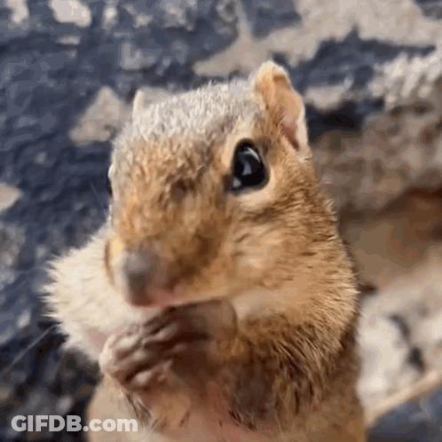 Cartoon Cat With Fish On Head Sitting GIF