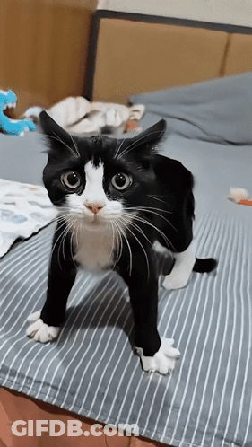 Cartoon Cat With Heart Nose And Pink Heart In Mouth GIF