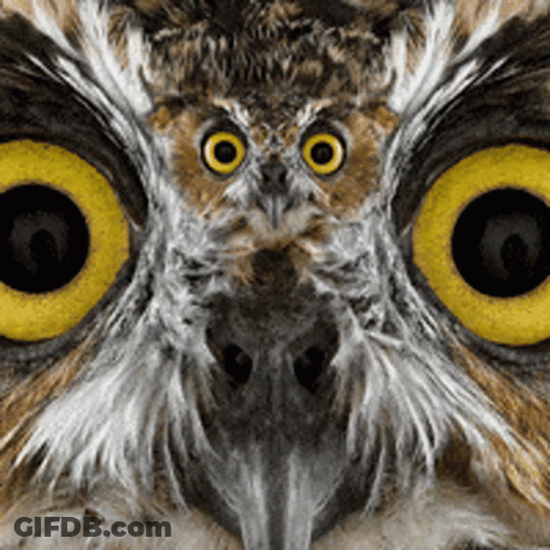 Cartoon Character Face Close Up Black GIF