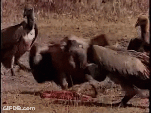 Cartoon Character Flying With Ostrich Head In Mouth GIF