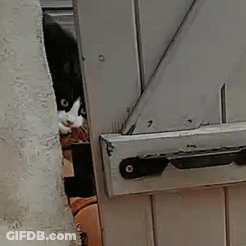 Cartoon Character With Big Head And Mustache GIF