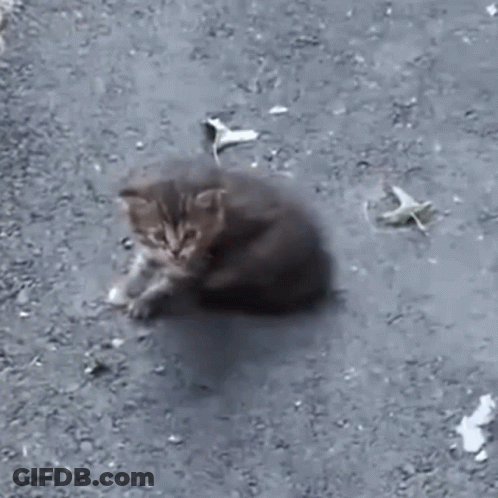 Cartoon Chicken With Mask I Have Feline Aids GIF