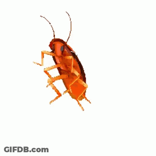 Cartoon Cockroach GIF