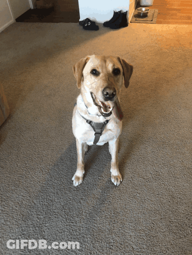 Cartoon Dog With Blue Collar Tag Saying Lady GIF
