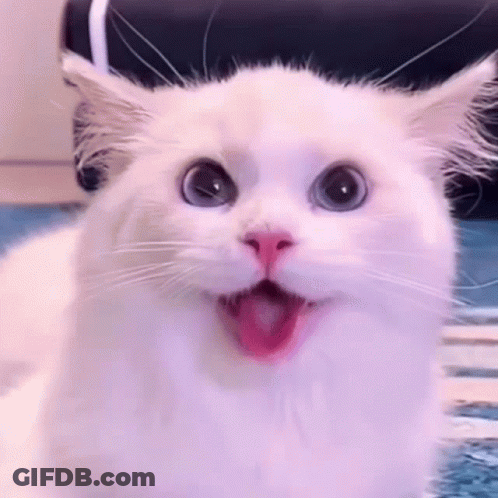 Cartoon Fox Looking At Camera GIF