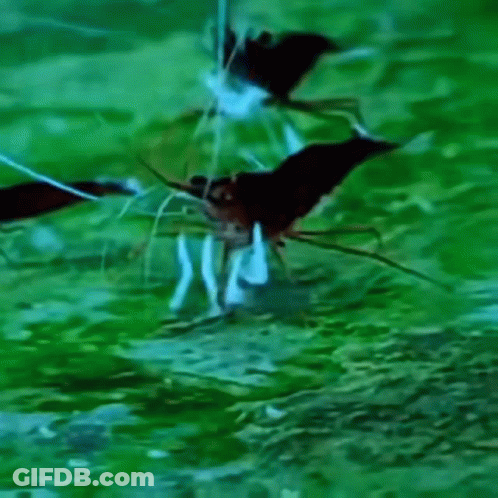 Cartoon Fox Sitting On Tree Branch GIF