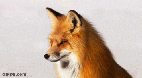 Cartoon Fox With Good Afternoon Message GIF
