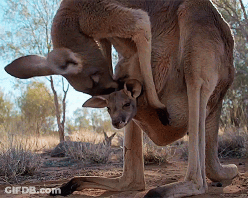 Cartoon Kangaroo In Sunglasses At Sunset GIF
