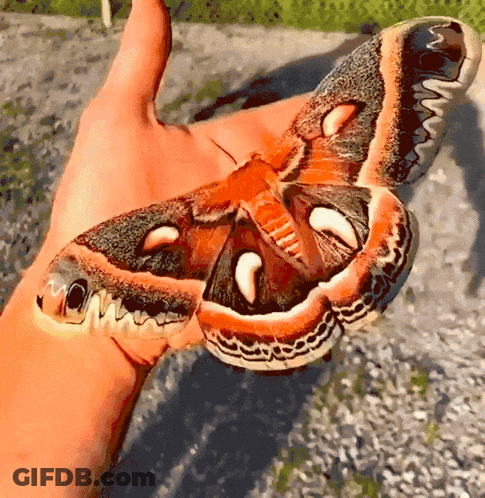 Cartoon Ladybug Laying And Waving On Green Leaf GIF
