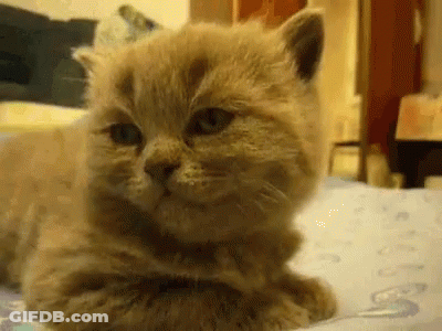 Cartoon Lion Sleeping In Bed GIF