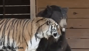 Cartoon Lion With Mouth Wide Open GIF