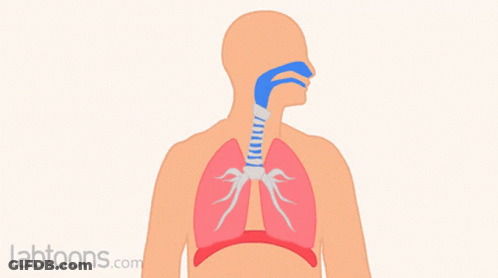 Cartoon Lungs With Labtoons.com GIF