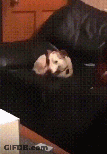 Cartoon Network Character GIF