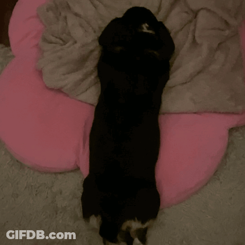 Cartoon Panda Sleeping Under Blanket GIF
