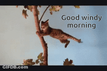 Cartoon Saying Windy Day GIF