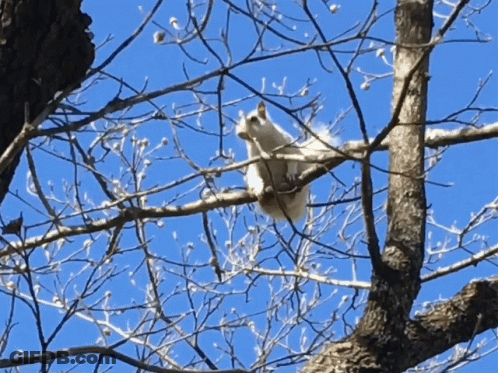 Cartoon Squirrel Holding Nut And Leaf GIF