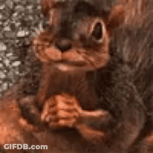 Cartoon Squirrel Smiling And Holding Nut GIF