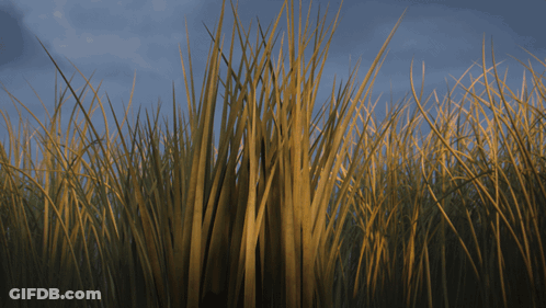 Cartoon Squirrel With Big Eyes In Field GIF