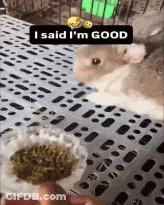 Cartoon Teddy Bear Peeking Saying Hi Baby GIF