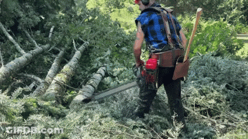 Cartoon Tree With Green Mustache And Eyebrows GIF