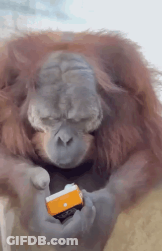 Cartoon Turtle Drinking Juice GIF