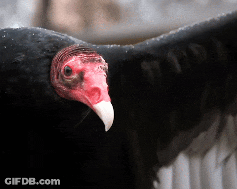 Cartoon Vulture Says Not Everyone Can Be Born With Such Great Looks GIF