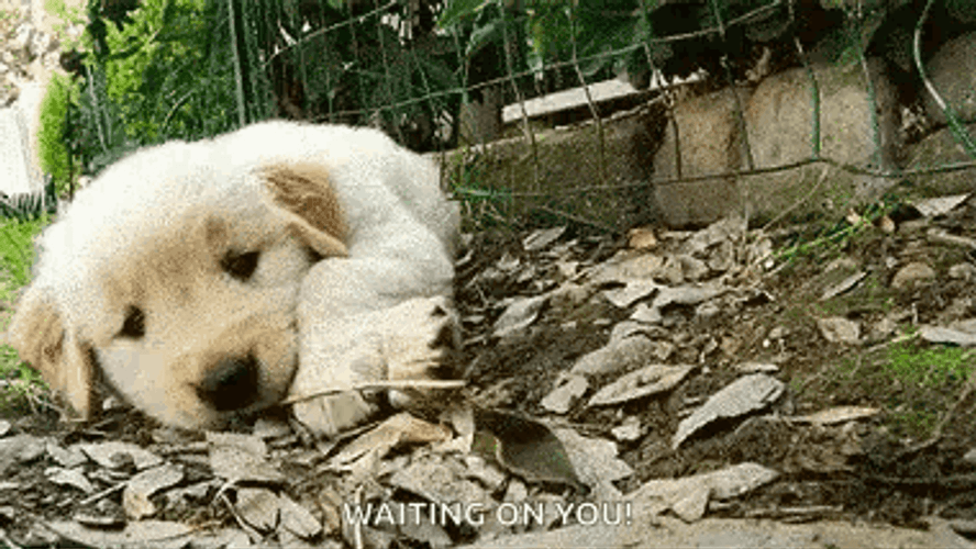 Casper Puppy Cute Dogs GIF