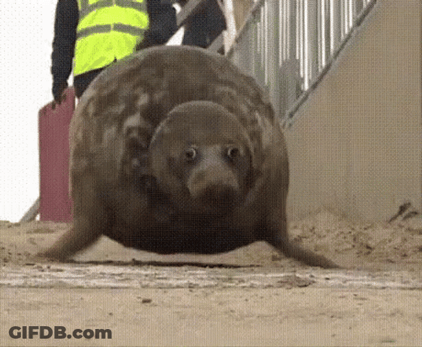 Caspian Seal Flop GIF