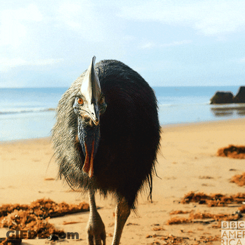 Cassowary Looks Intrigued GIF