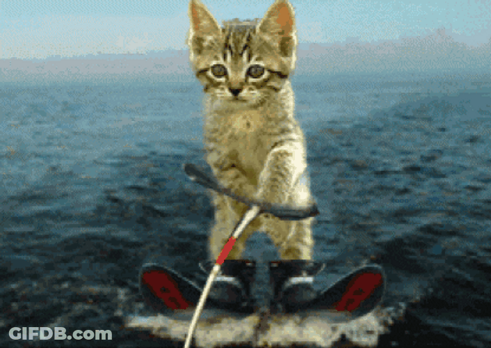 Cat Adventure Water Skiing GIF