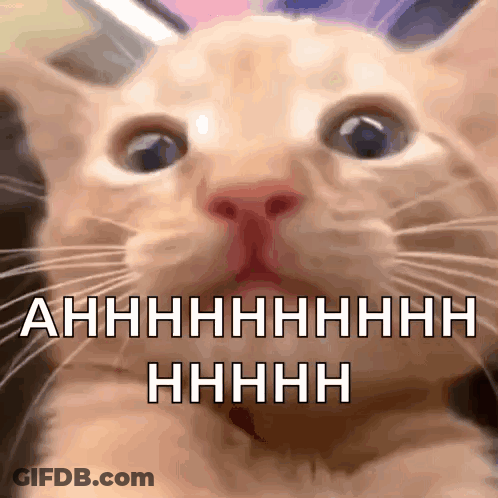 Cat Ahhhh GIF