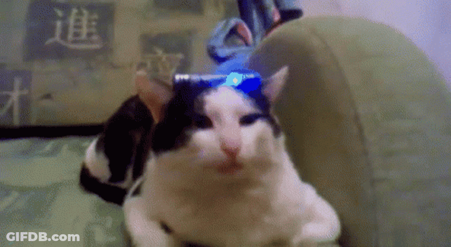 Cat Alarming Siren GIF