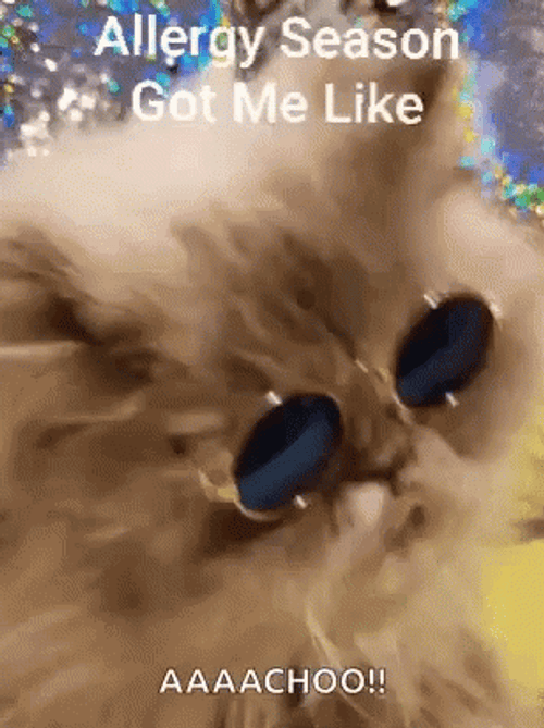 Cat Allergies Allergy Season Got Me Like GIF