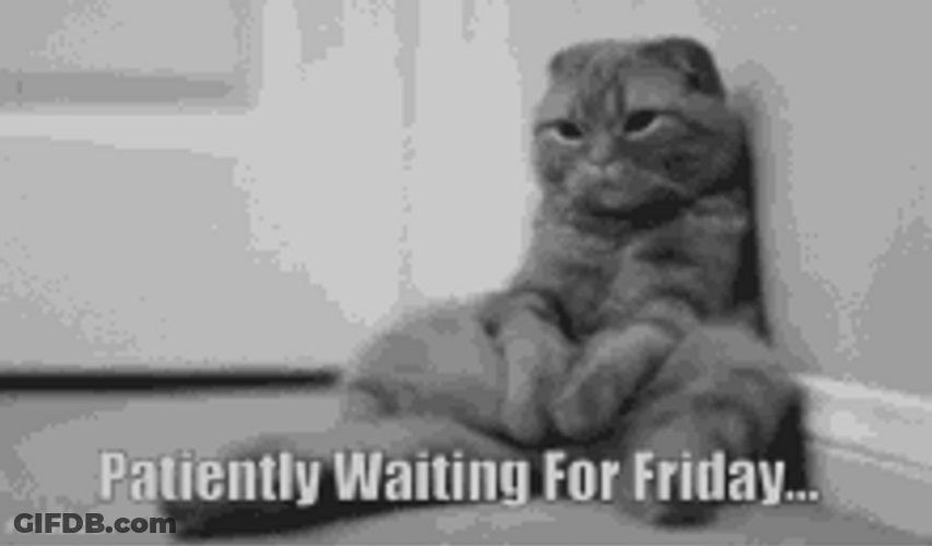 Cat Almost Asleep Patiently Waiting For Friday GIF