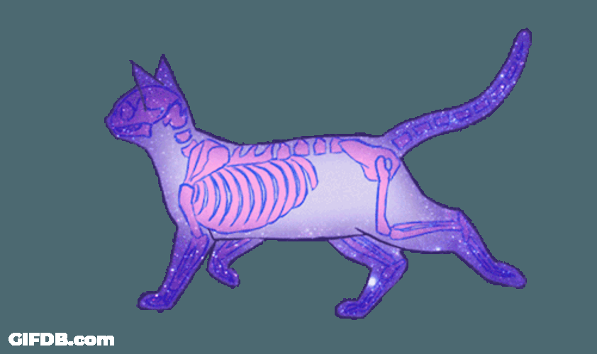 Cat Anatomy Walking GIF