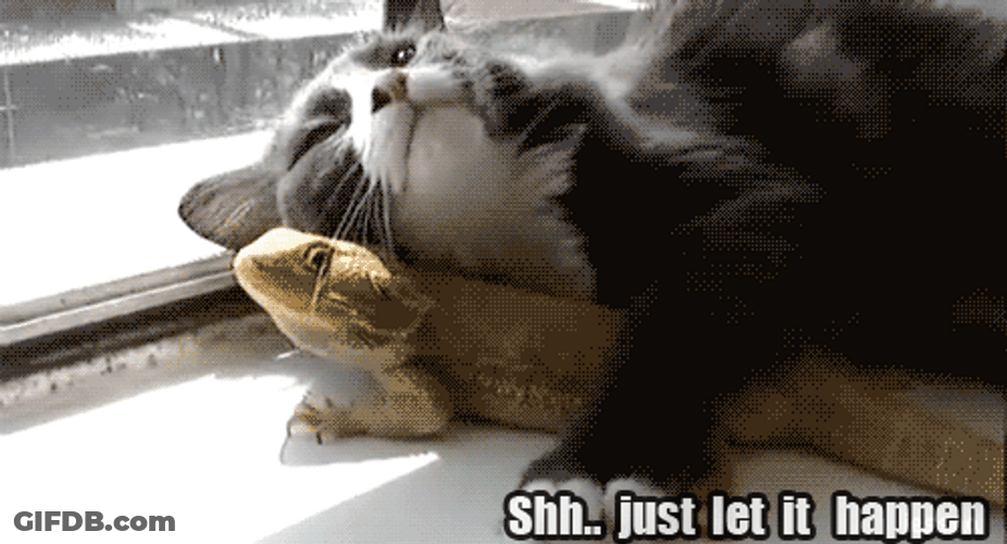 Cat And Bearded Dragon Cuddles GIF