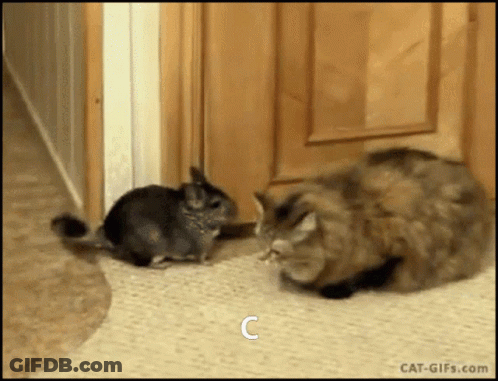 Cat And Chinchilla Standing Together Letter C GIF