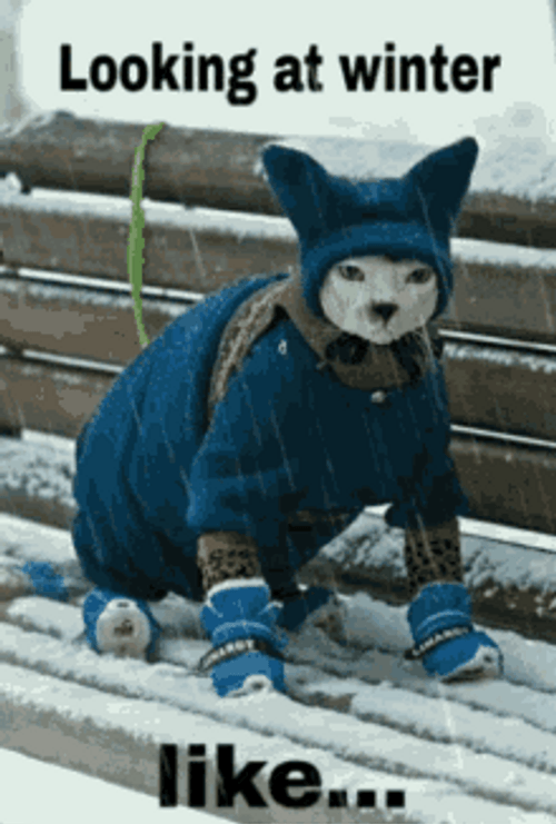 Cat And Cold Weather Meme GIF