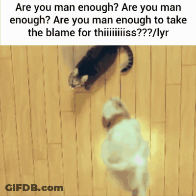 Cat And Dog Are You Man Enough GIF