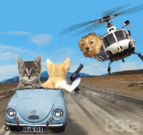 Cat And Dog Driving With Helicopter In Background GIF