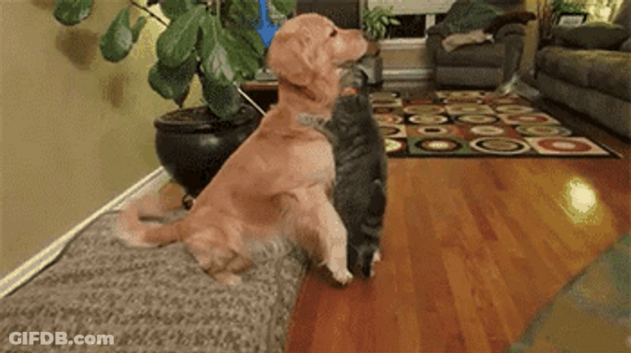 Cat And Dog Friend Hug GIF