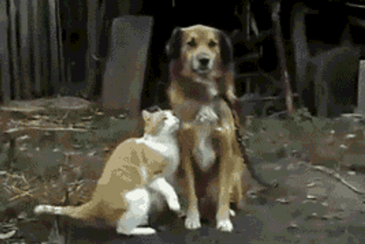 Cat And Dog Friendship GIF