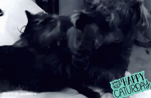 Cat And Dog Happy Saturday GIF