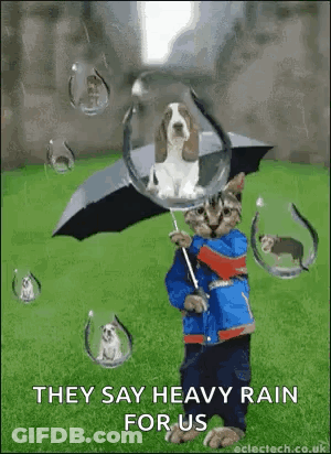 Cat And Dog Holding Umbrella In Rain GIF