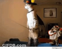 Cat And Dog In Costumes Standing In Living Room GIF