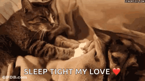 Cat And Dog Laying On Bed Holding Paw GIF