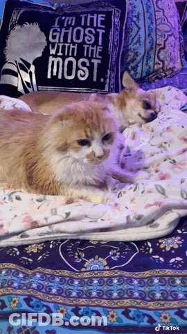 Cat And Dog Laying On Bed With Pillow Saying I'm The Ghost With The Most GIF