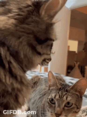Cat And Dog Looking At Each Other On Bed GIF